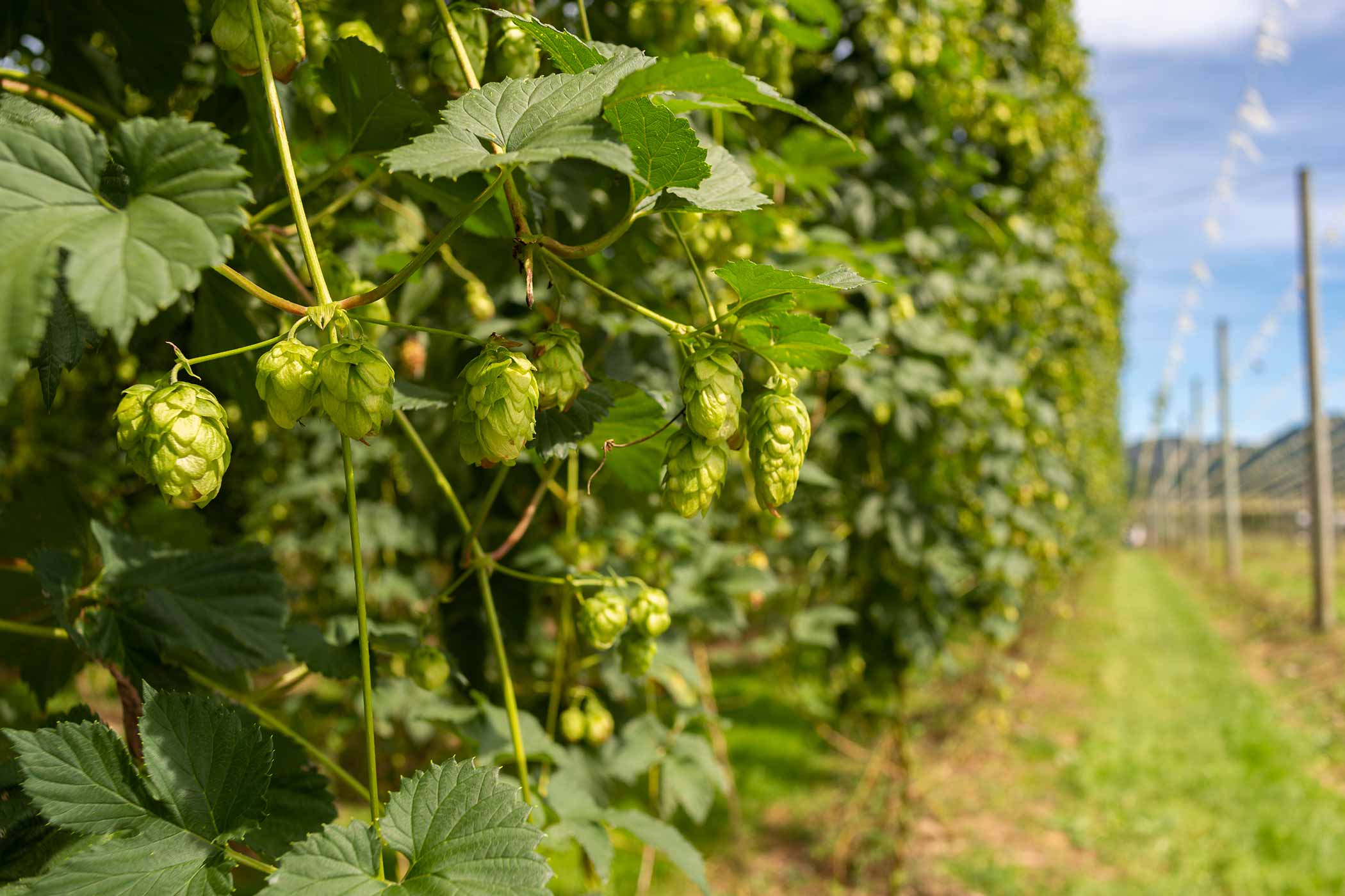 Chmiel w ogrodzie zastosowania amatorskie 
