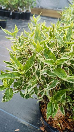 Zadrzewnia COOL SPLASH Niewysoki krzew. Idealna na balkon, taras ! C3