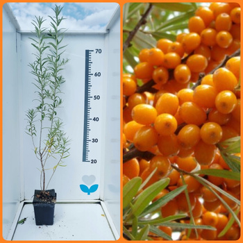 ROKITNIK NIVELENA w doniczce P9 – wysokość 60 cm – roślina owocowa