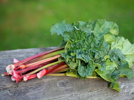 Ogromny Rabarbar Lider Doniczka C2 Idealny do ciast, sadzonka 2-letnia