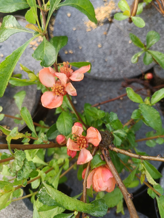 Pigwowiec Japoński Sadzonka doniczka C2 Żółte Polska cytryna