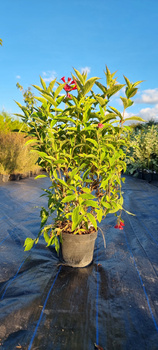 Krzewuszka Cudowna Brigela. Ogromna 3 letnia sadzonka. Różowe kwiaty. C3