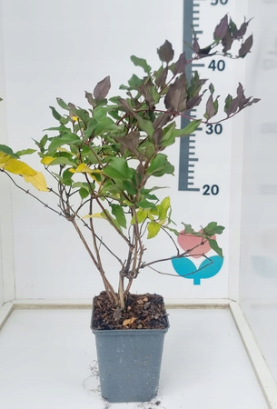 Wiciokrzew Japoński Purpurea doniczka P9 półzimozielony Purpurowe Liście