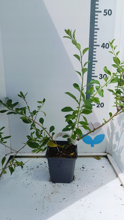 Jagoda Goji - Kolcowój - Zdrowe owoce Owocująca doniczka P9 Odmiana New big