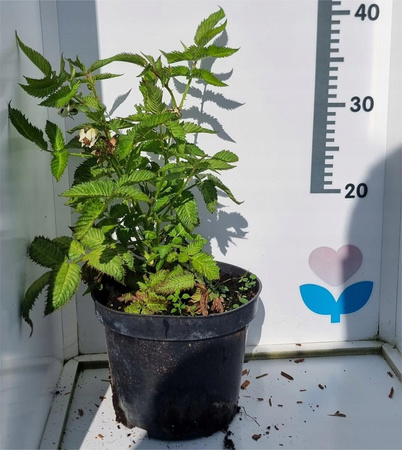 Malina ponętna, Malinotruskawka Sadzonka z owocami, spróbuj w tym roku C2