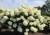 Hortensja Phantom ! Największe kwiaty ! 4 Letnia sadzonka, wysokość 100cm