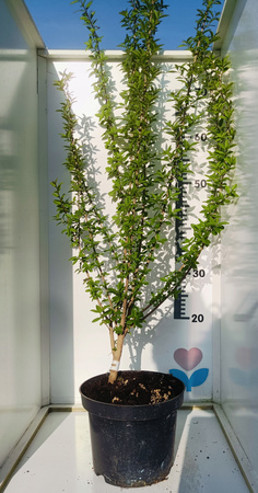 Ligustr piękna sadzonka 60cm Doniczka C2