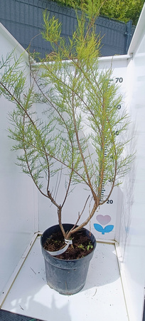 Tamaryszek Piękny różowe kwiaty !100cm Duża sadzonka XXL C3. Oryginalny !