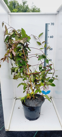 Wiciokrzew Japoński Purpurea doniczka C2 półzimozielony 100cm