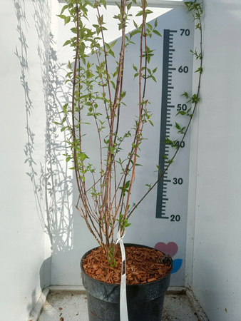 Jaśminowiec Dame Blanche Biały DUŻY 60-70 cm sadzonka w pojemniku C3