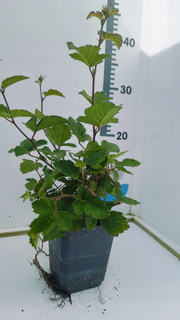 Jeżyna "Tornfree" bezkolcowa sadzonka Obficie owocująca doniczka P9