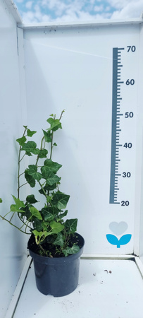 Bluszcz zimozielony Hedera Helix Doniczka C2. Odporne zimozielone pnącze