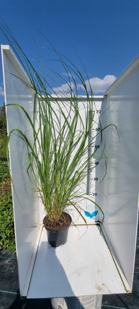 Rozplenica japońska Black Beauty doniczka C2-80cm Trawa ozdobna. Duża !