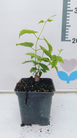 Chmiel Cascade odmiana z USA Cytrusowy Aromatyczny Doniczka P9