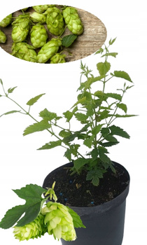 Chmiel Sybilla Polski chmiel Szybko Rosnący Doniczka 2 L Aromat