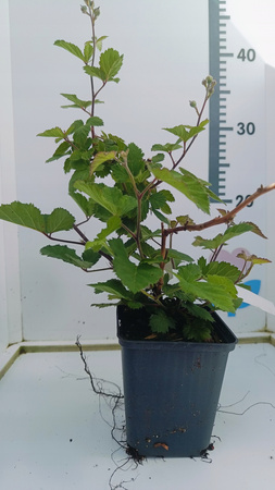 Jeżyna "Tornfree" bezkolcowa sadzonka Obficie owocująca doniczka P9