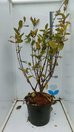 Jagoda kamczacka sadzonka 2 szt Wojtek i Zojka C2 4-letnia Duża