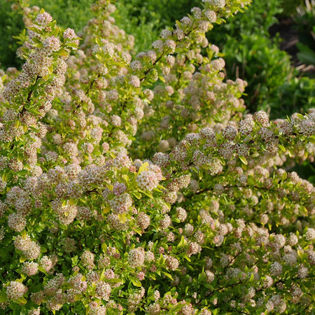 Pęcherznica Tiny Wine Gold. Niska odmiana . Kwitnie na biało. 3 letnia