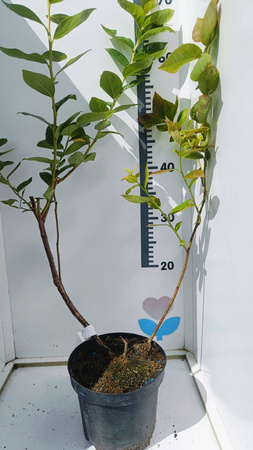 Borówka Amerykańska DUKE Duża 3-letnia sadzonka Samopylna Dorodny owoc