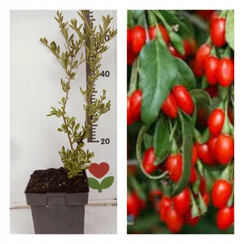 Jagoda Goji - Kolcowój. Owocująca doniczka C2