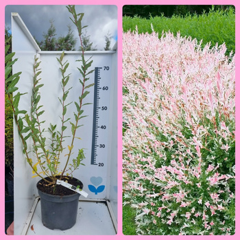 Wierzba japońska HAKURO NISHIKI. Forma krzewiasta Duża sadzonka 100cm