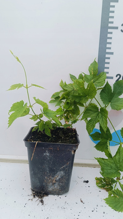 Chmiel Magnum sadzonka chmielu Goryczkowego Doniczka P9