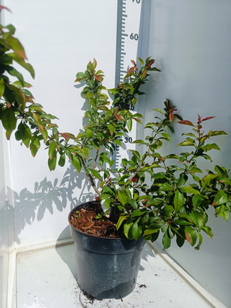 Pigwowiec Japoński Sadzonka doniczka C2 Żółte Polska cytryna