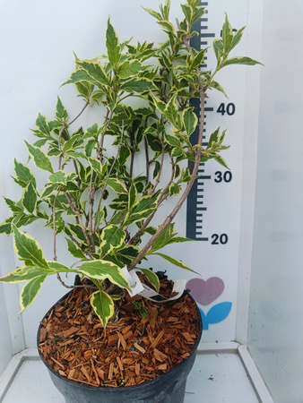 Krzewuszka cudowna "Variegata" Duża sadzonka C3 Piękne Różowe kwiaty