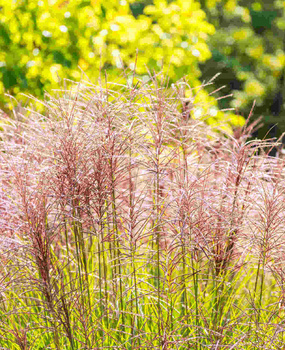 Flamingo - Miskant chiński Duża sadzonka z kwiatami 100cm c2