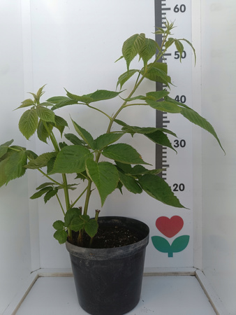 Malina czerwona Norna Duży Plon Owoce Lipiec/Sierpień Duże Soczyste