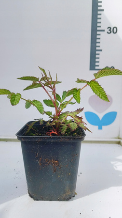 Malina ponętna, Malinotruskawka Pyszne owoce Łatwa w uprawie doniczka P9