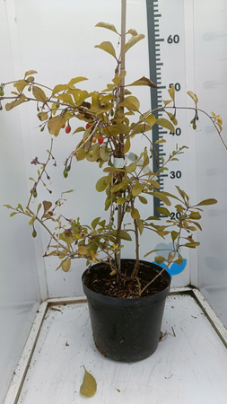 Jagoda Goji - Kolcowój. Owocująca doniczka C2 Ogromna sadzonka 100cm