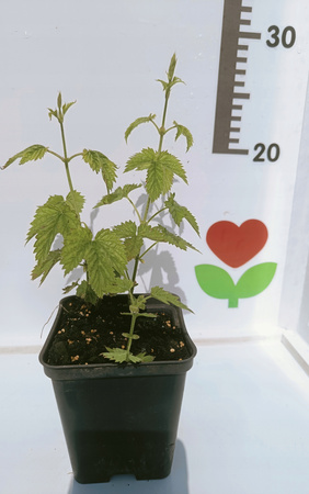 Chmiel Magnum sadzonka chmielu Goryczkowego Doniczka P9