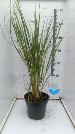 Karl Foerster - Trzcinnik ostrokwiatowy. Trawa ozdobna. Duża sadzonka 60cm.