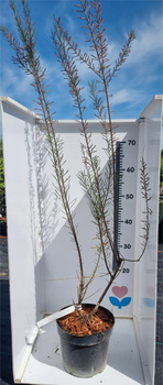 Tamaryszek Piękny różowe kwiaty !100cm Duża sadzonka XXL C3. Oryginalny !