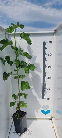 Porzeczkoagrest Josta sadzonka 60cm w doniczce C1.Taka większa porzeczka...
