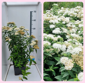 Tawuła japońska Albiflora. Niebiańskie białe kwiaty, nie rośnie wysoka C3