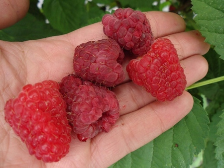 Malina Czerwona NORNA Średnio Duża Sadzonka C2! XL