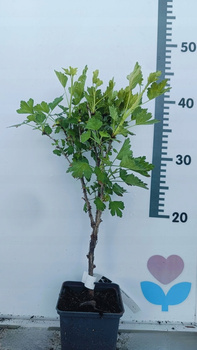 Agrest hinnonmaki rot Pyszne Czerwony Owocujący Rozkrzewiona Sadzonka P9