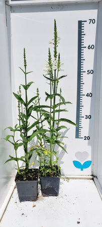 Odętka wirginijska "Alba" Duża sadzonka .