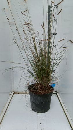 Bouteloua gracilis – Palczatka smukła trawa preriowa , sucholubna .