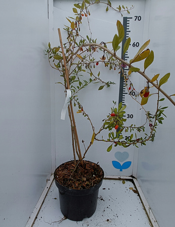 Jagoda Goji - Kolcowój. Owocująca doniczka C2 Ogromna sadzonka 100cm