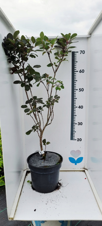 Perukowiec podolski Royal Purple Sprawdzona odmiana doniczka c3 70cm 4lata