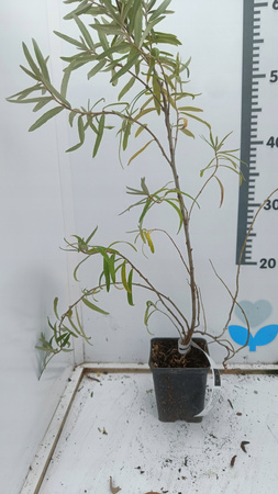 ROKITNIK NIVELENA w doniczce P9 – wysokość 60 cm – roślina owocowa