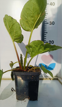 Rabarbar Victoria Doniczka P9 Mrozoodporny, słodki. Ładna sadzonka