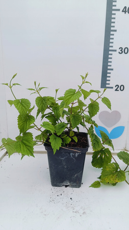 Chmiel na żywopłot Humulus Lupulus Szybko rosnący doniczka P9