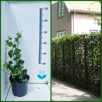 Bluszcz zimozielony Hedera Helix Doniczka C2. Odporne zimozielone pnącze