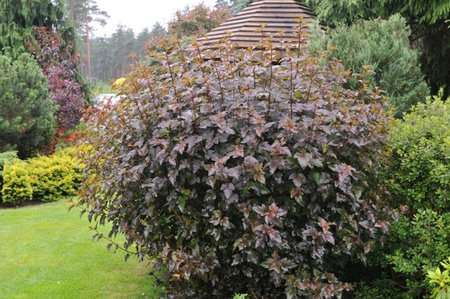 PĘCHERZNICA KALINOLISTNA RED BARON Ogromna sadzonka 1m c3. Kwitnie na biało