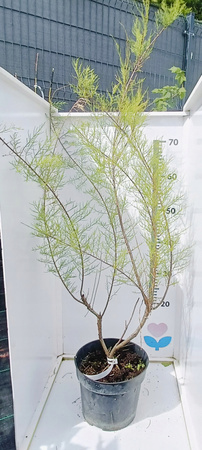 Tamaryszek Piękny różowe kwiaty !100cm Duża sadzonka XXL C3. Oryginalny !