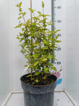 Wiciokrzew japoński Aureoreticulata Duża sadzonka doniczka C3